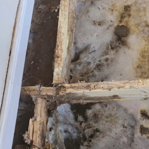 Dry Rot Treatment - Damp Stop